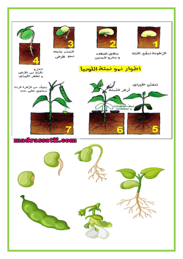 مراحل نمو النباتات بالصور- علم طفلك مراحل نمو النبات 6635 3