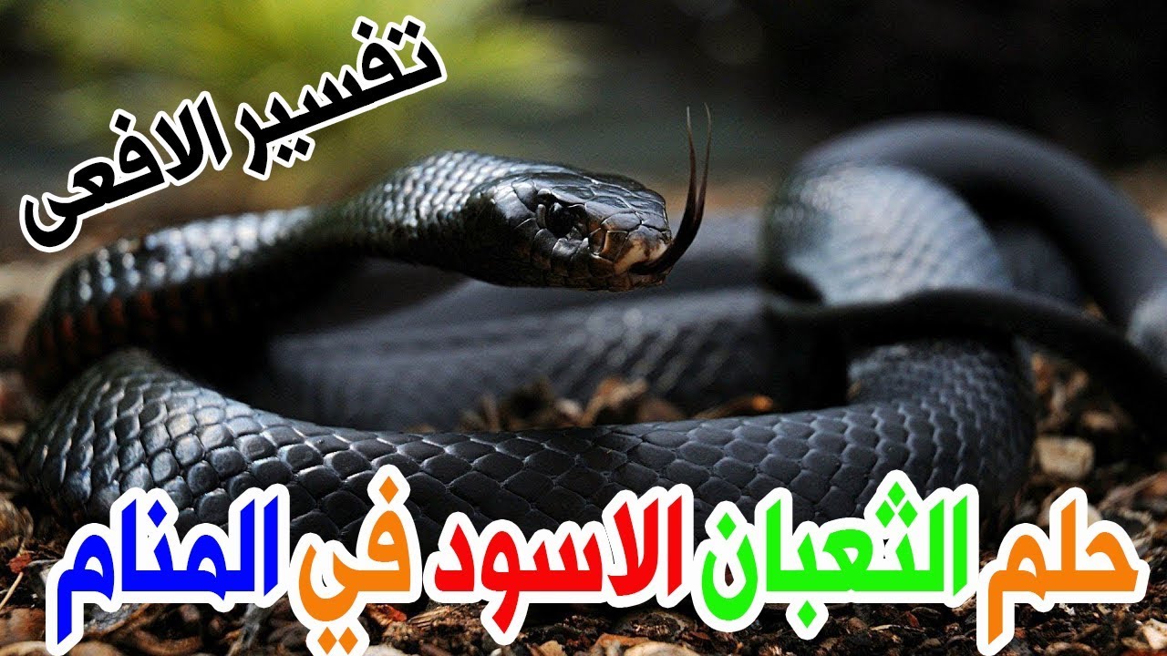 تفسير حلم ثعبان اسود كبير 6395