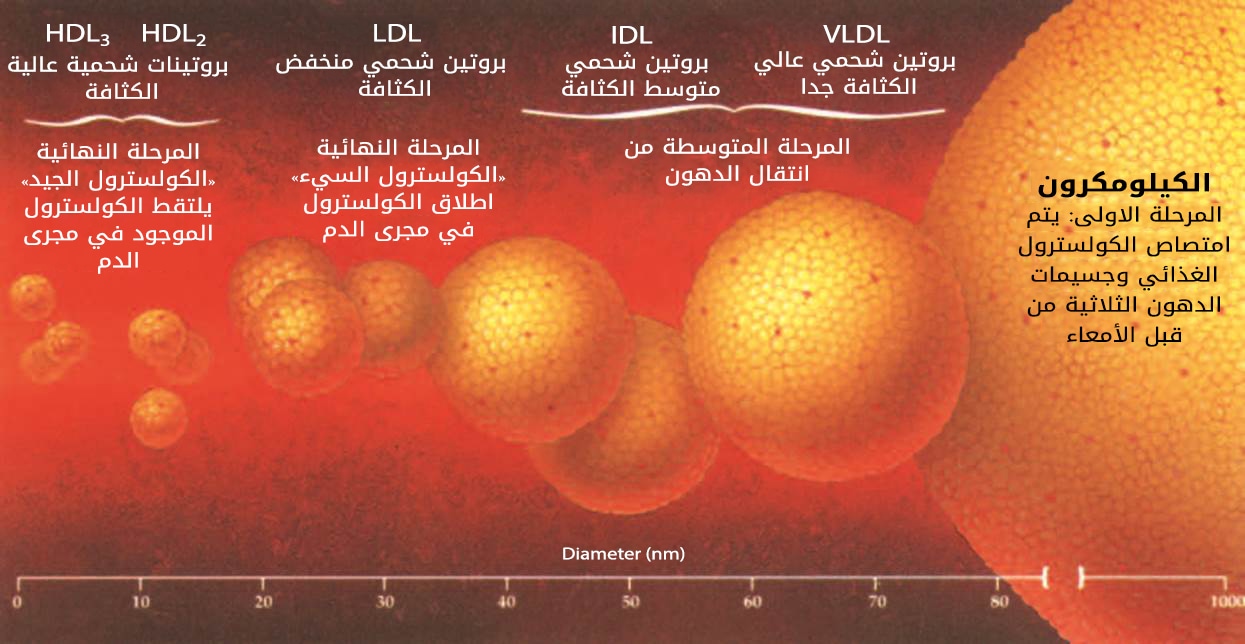 ما هو الكولسترول - وظائف الكوليسترول لجسم الانسان