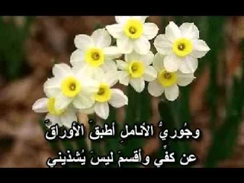 شعر عن الورد , اجمل القصائد عن الورد