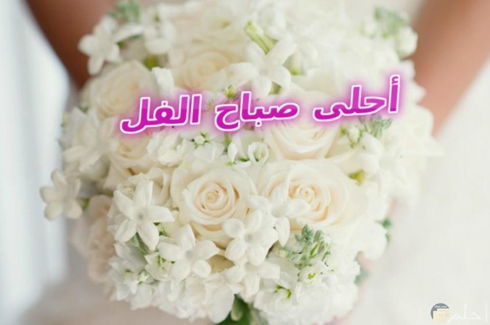 صور صباح الفل 1729 12