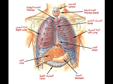 صور جسم الانسان 2088