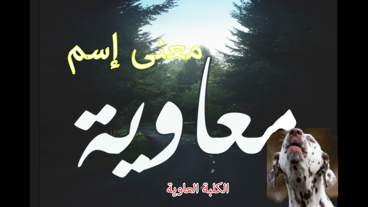 معنى اسم معاوية- معنى اسم معاويه وصفات 5997