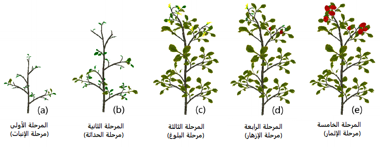 مراحل نمو النباتات بالصور- علم طفلك مراحل نمو النبات 6635 4