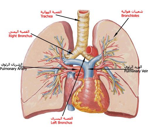 صور جسم الانسان 2088 7