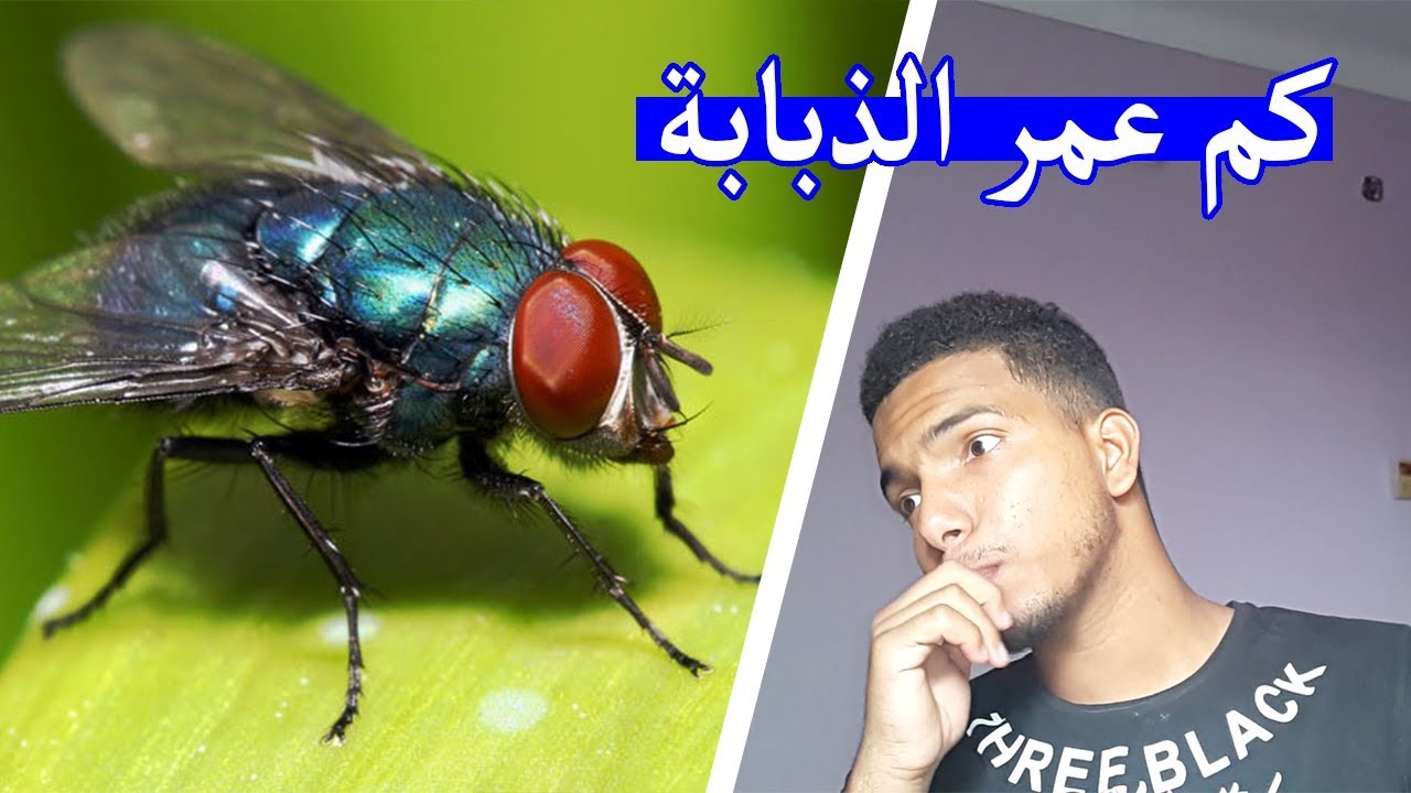 كم عمر الذباب , معلومه سريعه قد تغفل عنها تخص الذباب