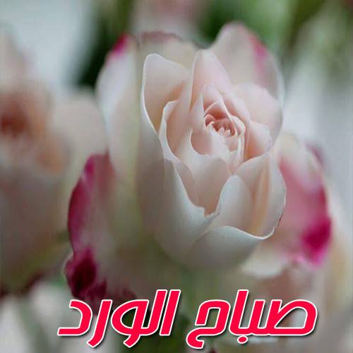 صور ورد صباح الخير - تعرف علي اجدد خلفيات الورود الصباحيه 2020 2163 5