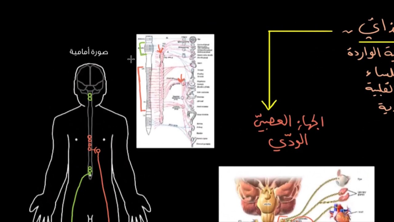 اقسام الجهاز العصبي , اهم وظائف الجهاز العصبي