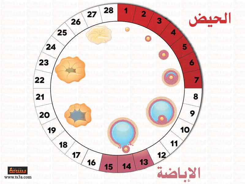 الايام المناسبة للحمل بعد الدورة الشهرية 1901