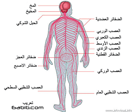 صور جسم الانسان 2088