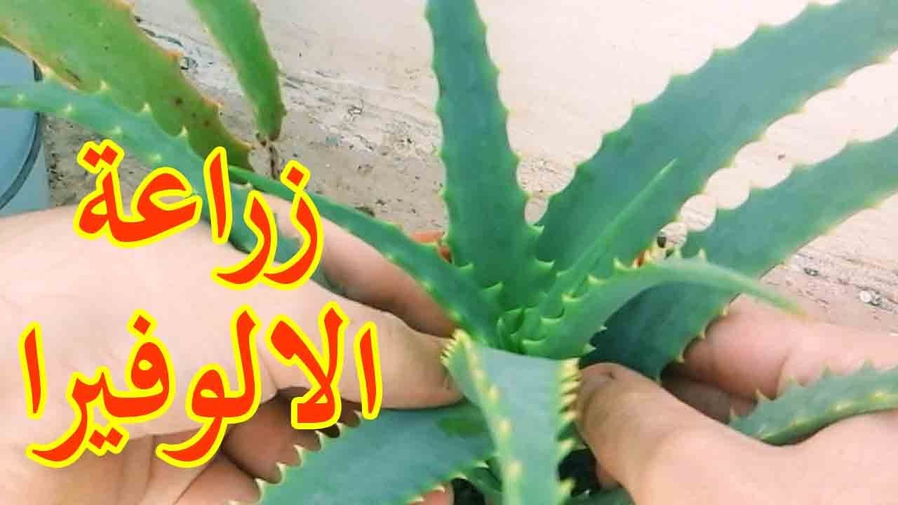 كيفية زراعة الصبار , اسهل الطرق لزراعه الصبار