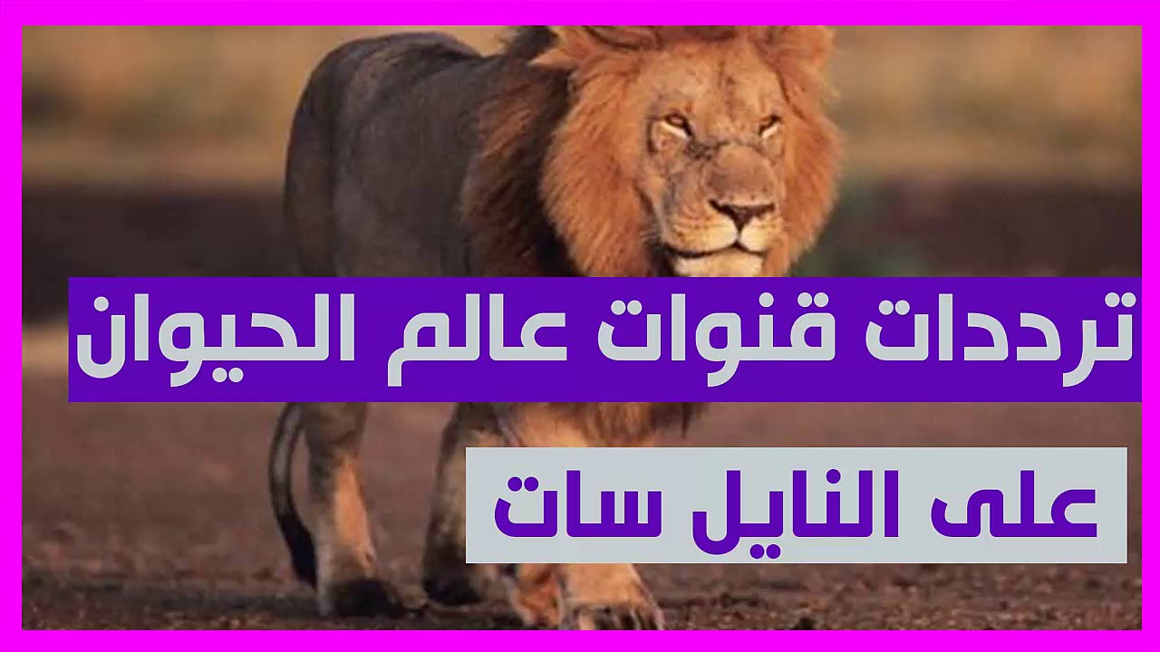 تردد قنوات حيوانات على النايل سات- تردد واحد هيفتح كل القنوات 5971 1