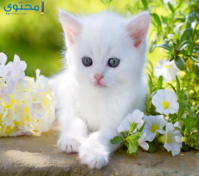 صور قطط كيوت - صور اجمل قطة كيوت 3817 3