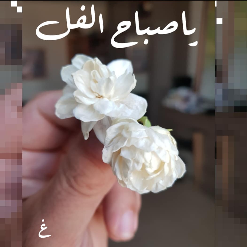 صور صباح الفل 1729 7