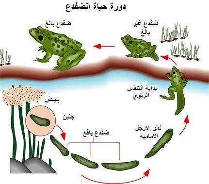 دورة حياة الضفدع , معلومات تهمك فى حياة الحيوانات